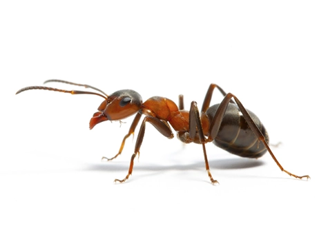 What Pests Are Attracted To Moisture?