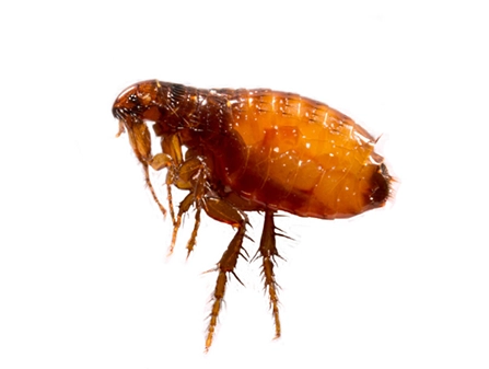 Fleas