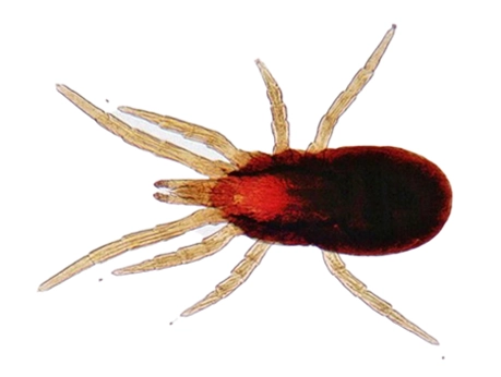 Mites