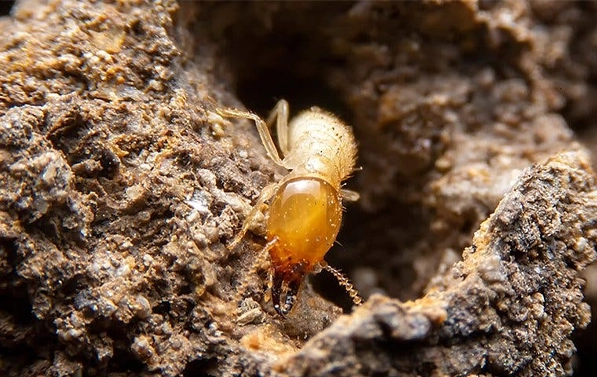 What Pests Are Attracted To Moisture?