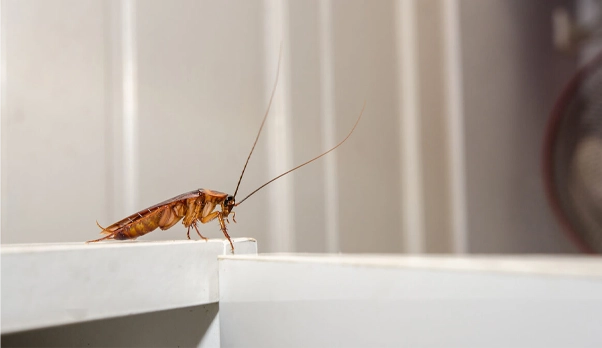 What Pests Are Attracted To Moisture?