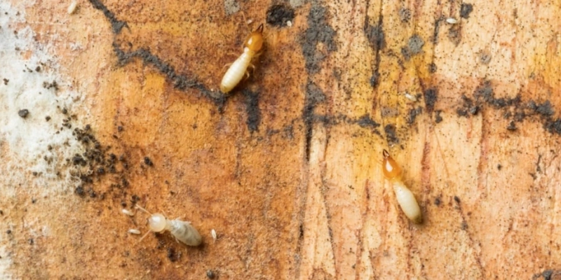 What Pests Are Attracted To Moisture?