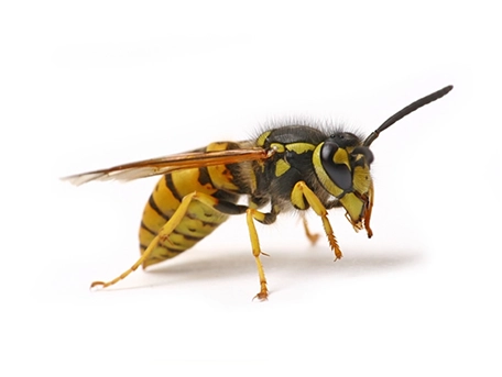 Wasps
